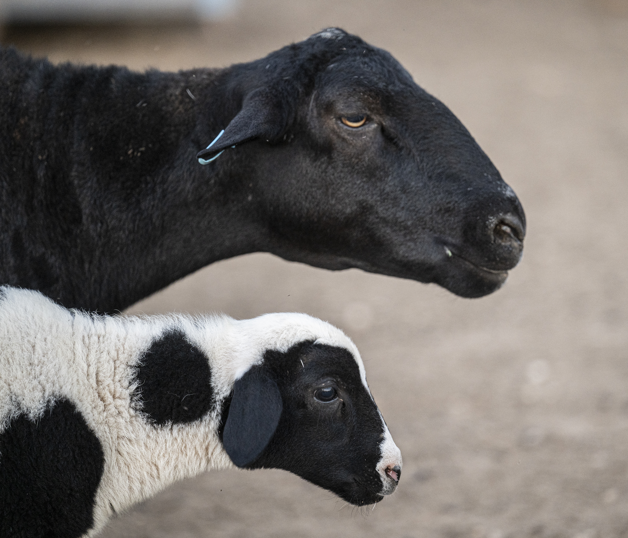 Counting sheep in Granger | Williamson County Sun